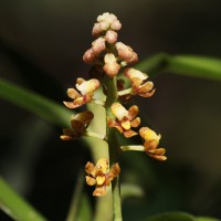<i>Pomatocalpa maculosum</i> subsp. maculosum (Lindl.) J.J.Sm.
